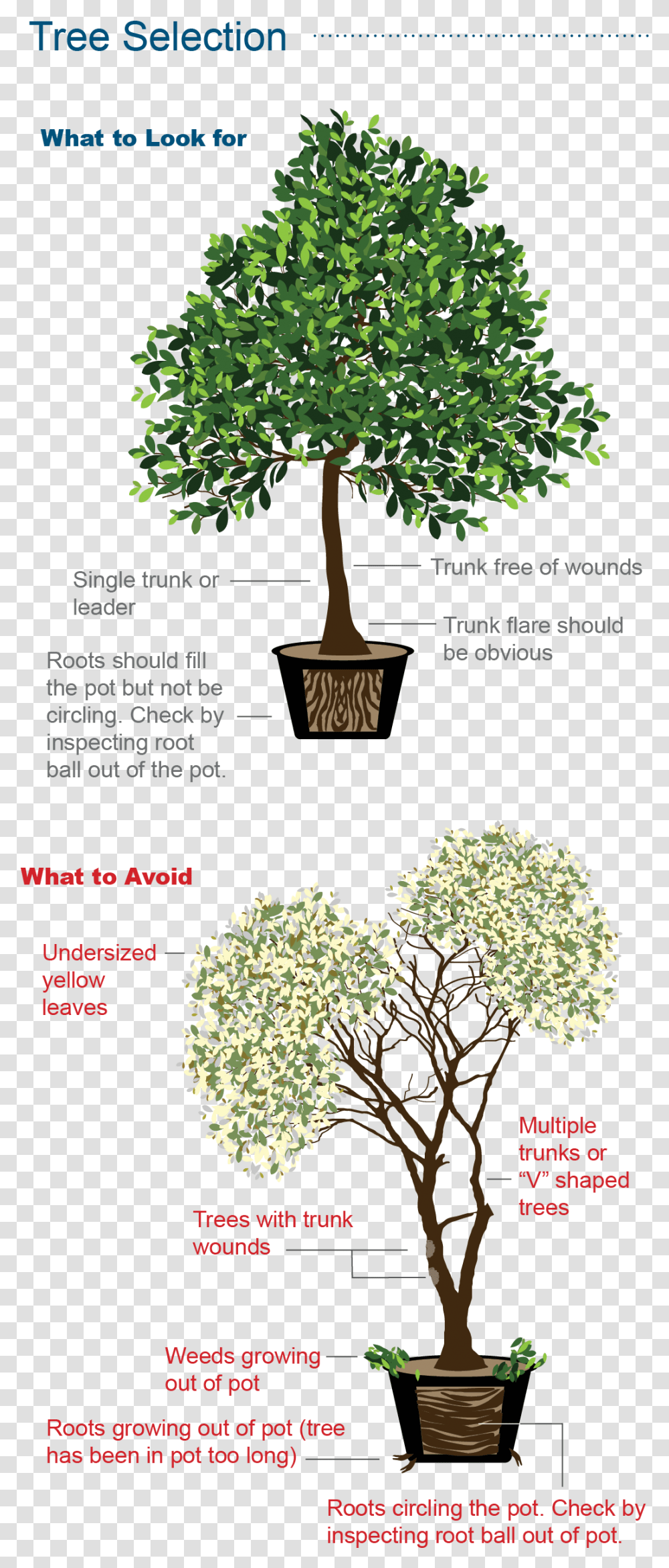 Selecting A Heathy Tree With Healty Root System Is For Indoor, Plant, Pine, Conifer, Broom Transparent Png