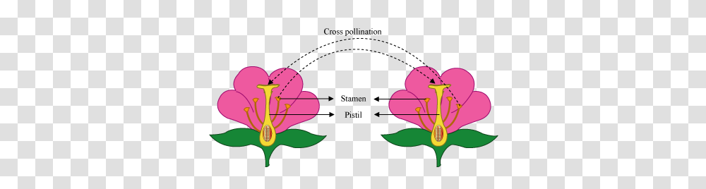 Self Pollination Cross Pollination, Plant, Floral Design, Pattern Transparent Png
