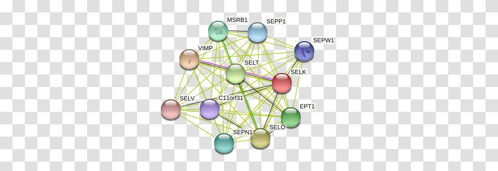 Selk Protein, Network, Balloon Transparent Png