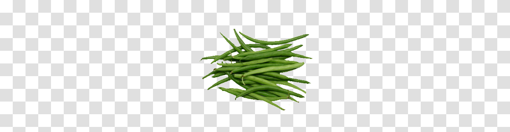 Sell Green Beans Serbia, Plant, Produce, Food, Vegetable Transparent Png