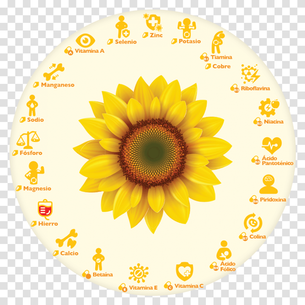 Semillas De Girasol O Pipa Sunflower Vector, Plant, Blossom, Label, Text Transparent Png