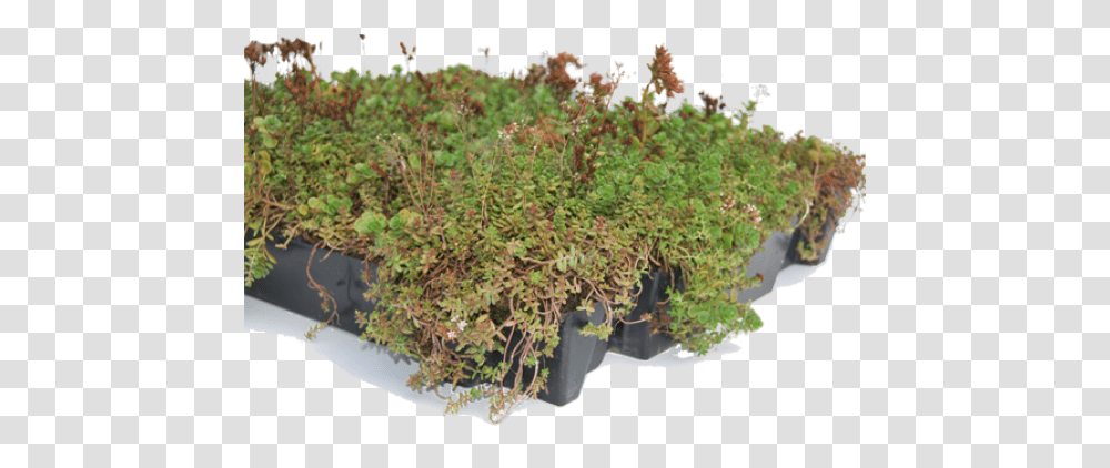 Sempergreen Moss, Bush, Vegetation, Plant, Potted Plant Transparent Png