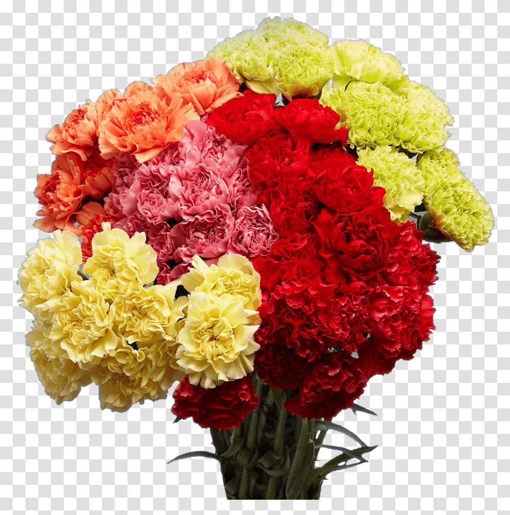 Send Carnation Flowers Carnation, Plant, Blossom, Flower Bouquet, Flower Arrangement Transparent Png