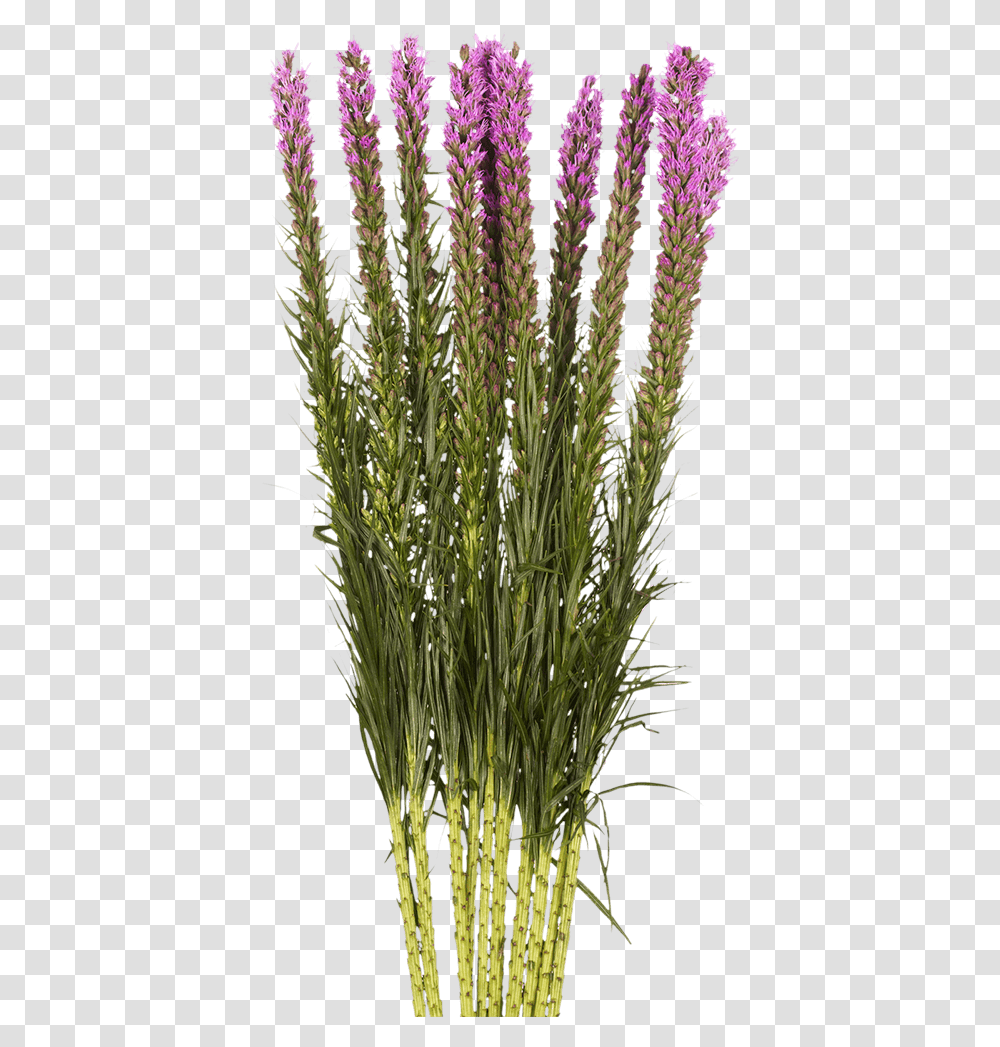 Send Liatris Flowers Dense Blazing Star, Grass, Plant, Lawn, Vegetation Transparent Png