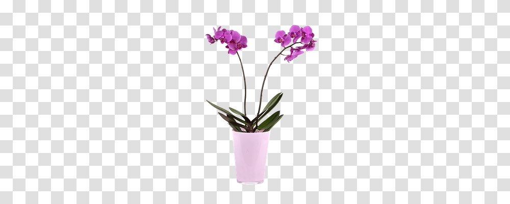 Send Orchids Online, Plant, Flower, Blossom, Geranium Transparent Png