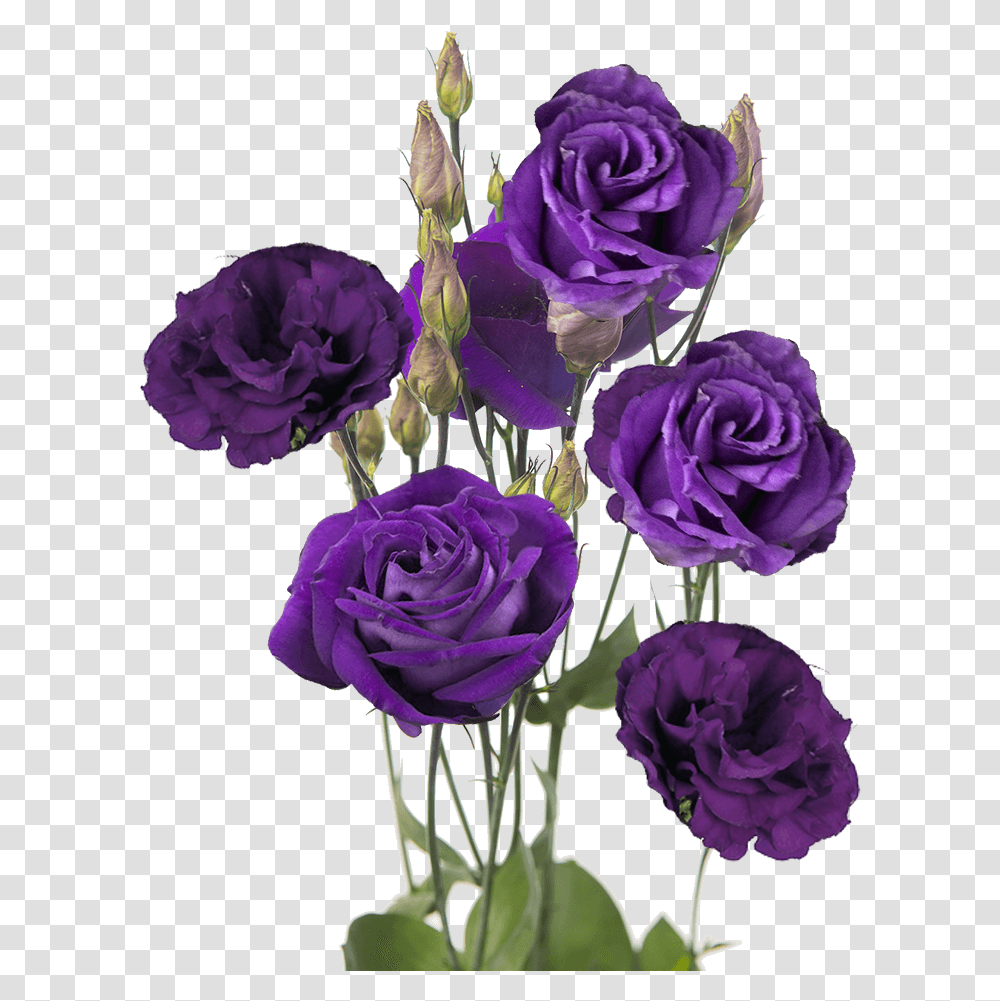 Send Purple Lisianthus Flowers Purple Lisianthus, Plant, Blossom, Rose, Geranium Transparent Png