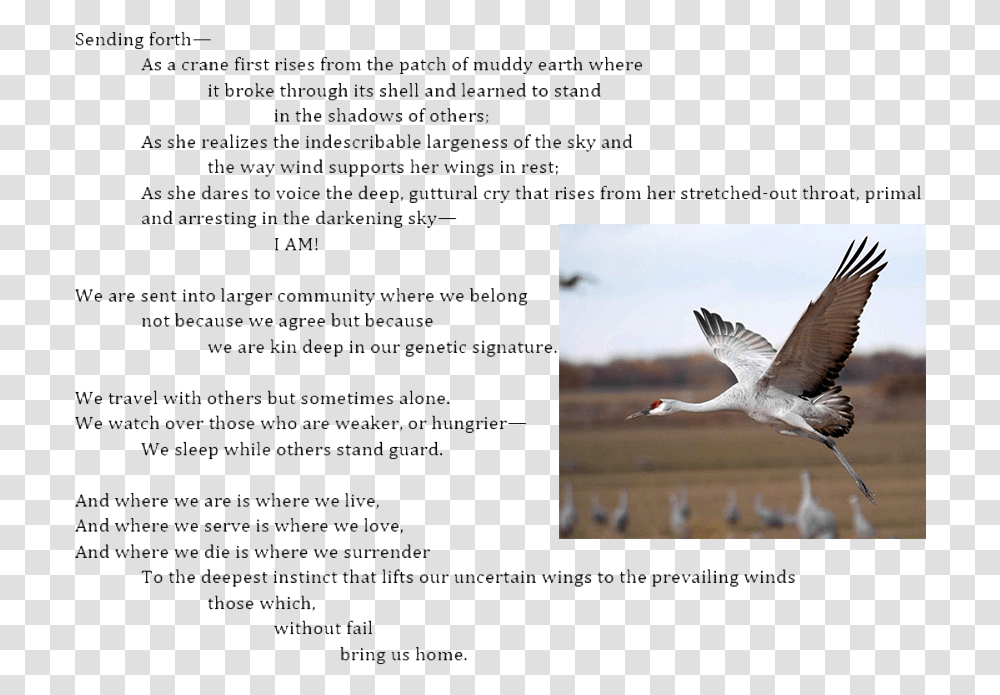 Sending Poem Carolyn Crane, Bird, Animal, Menu Transparent Png