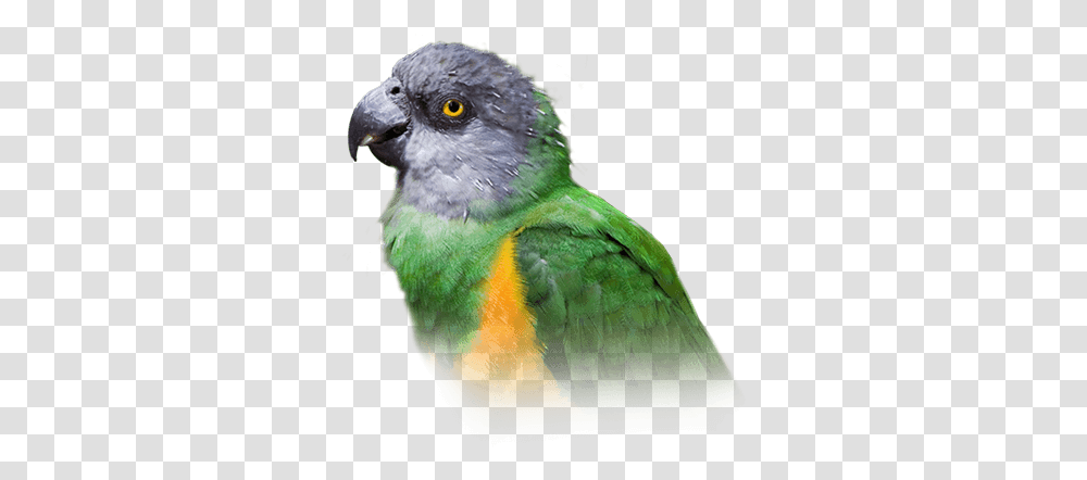 Senegal Parrot Personality Food & Care - Pet Birds By Budgie, Animal, Parakeet, Beak, Macaw Transparent Png