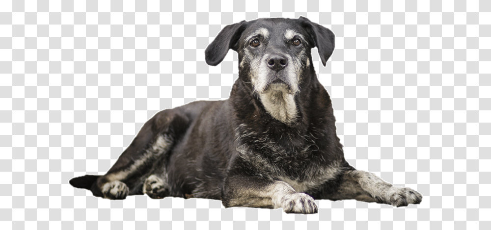 Senior Dog, Pet, Canine, Animal, Mammal Transparent Png