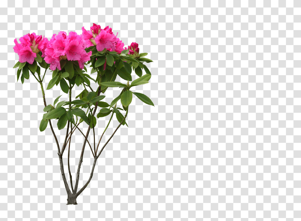 Sensational Design Free High Resolution Cl, Geranium, Flower, Plant, Blossom Transparent Png