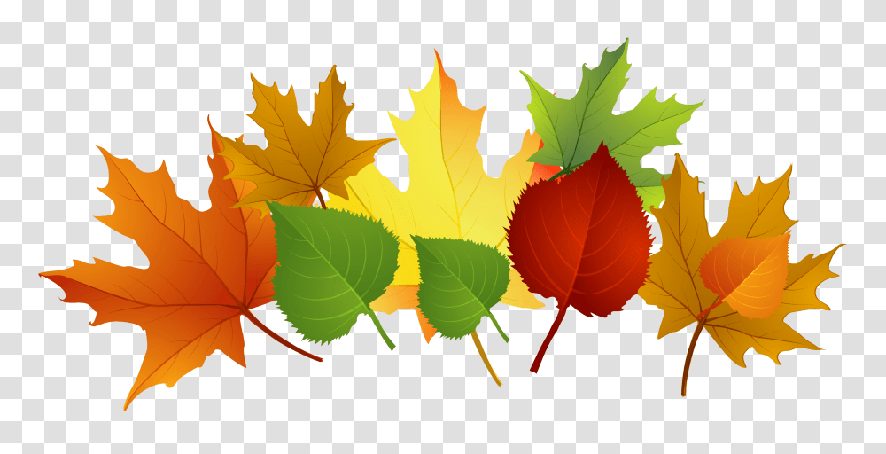 September Clipart Funny Images, Leaf, Plant, Maple Leaf, Tree Transparent Png