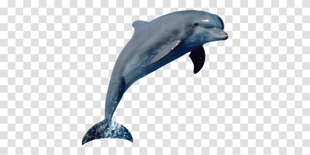 Sequence Of Animals, Sea Life, Dolphin, Mammal, Bird Transparent Png