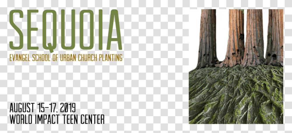 Sequoia Evangel Cps Web Header, Plant, Tree, Vegetation Transparent Png