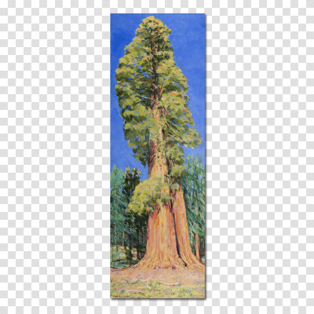 Sequoia Kings Canyon National Parks, Tree, Plant, Conifer, Tree Trunk Transparent Png