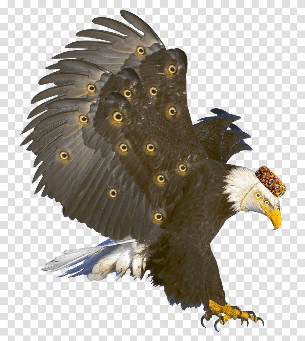 Seraphim Clipart Perched Bald Eagle, Bird, Animal, Kite Bird Transparent Png