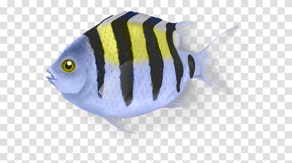 Sergeant Major Fish, Angelfish, Sea Life, Animal, Bird Transparent Png