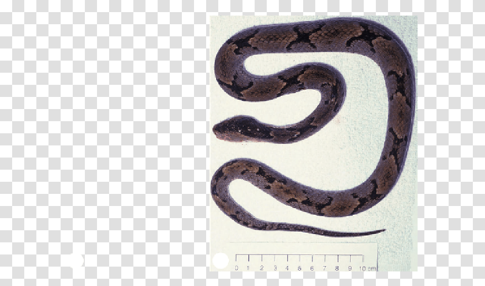 Serpent, Anaconda, Snake, Reptile, Animal Transparent Png