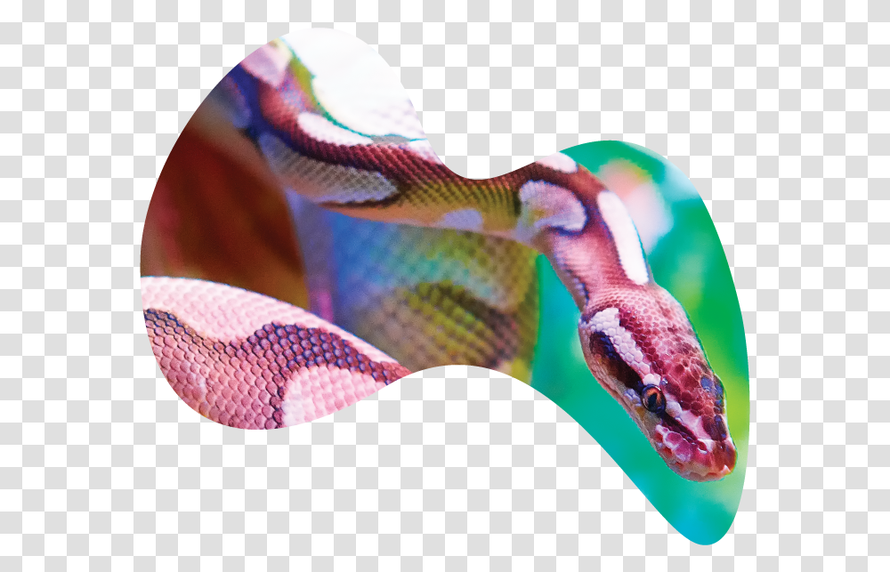 Serpent, Animal, Person, Human, Rock Python Transparent Png