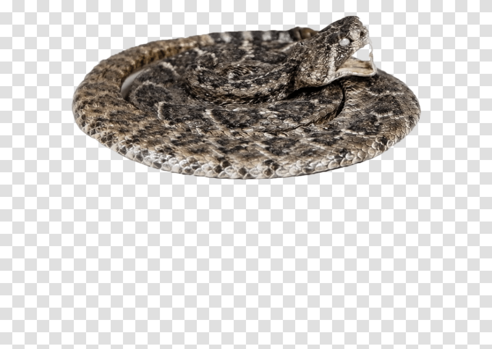 Serpent, Rattlesnake, Reptile, Animal Transparent Png