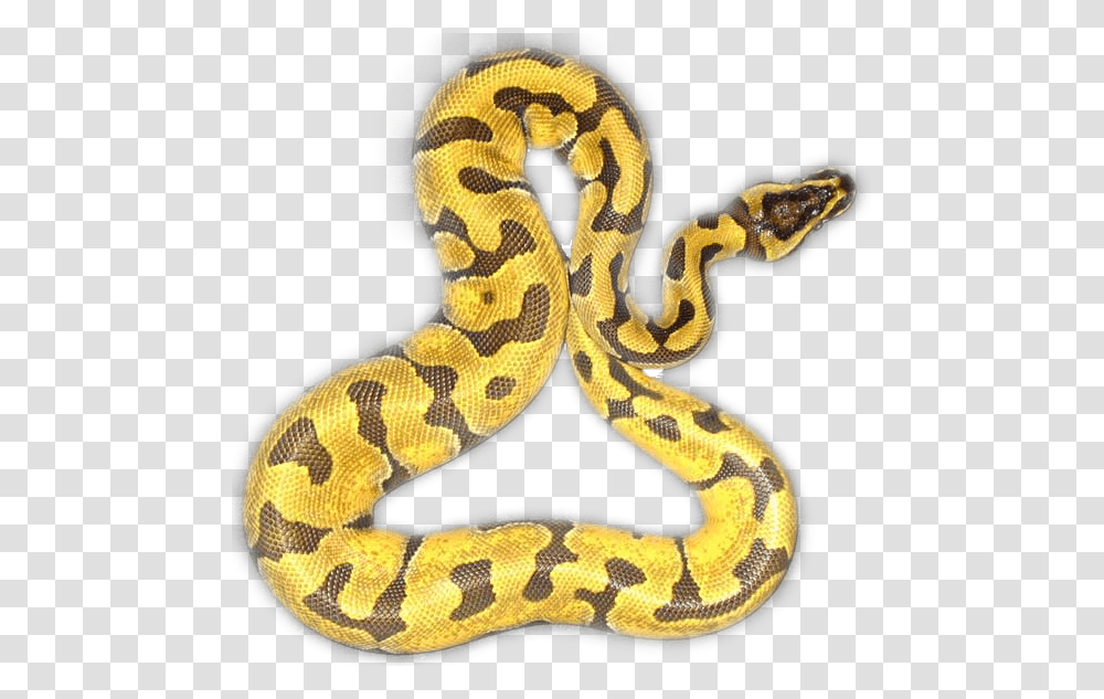 Serpent, Snake, Reptile, Animal, Anaconda Transparent Png