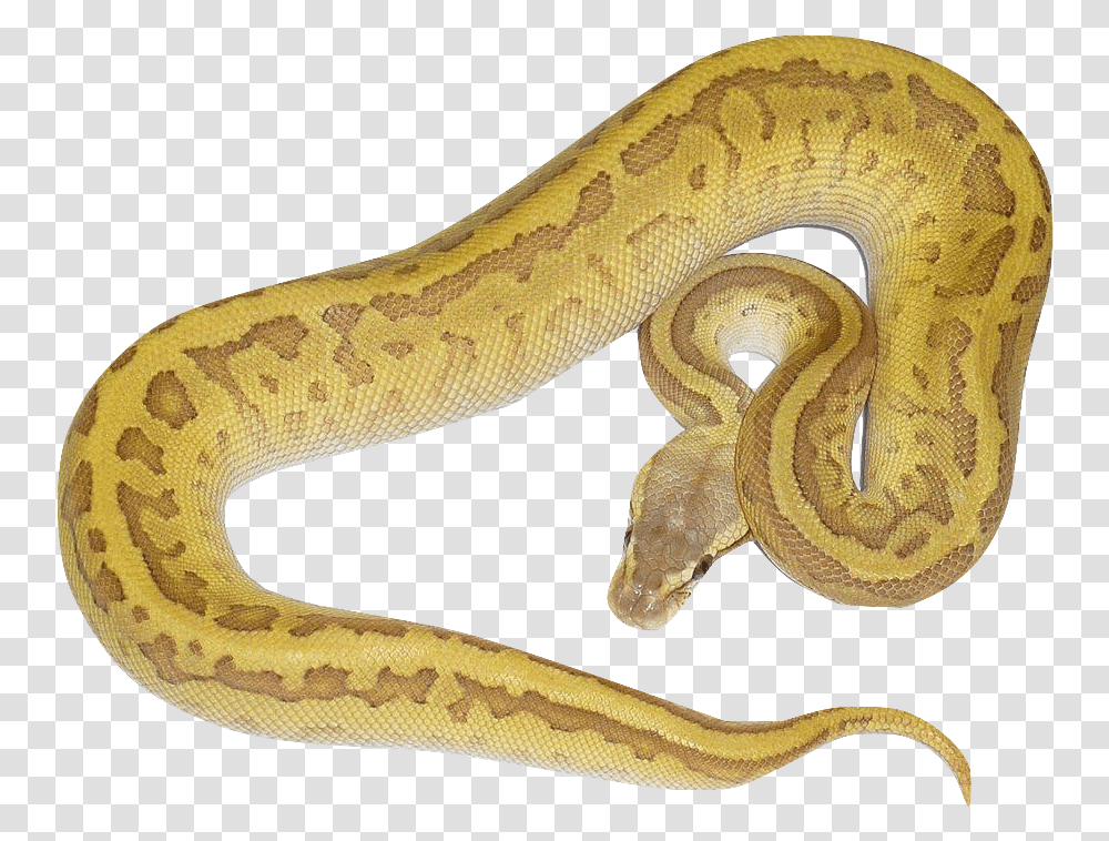 Serpent, Snake, Reptile, Animal, Rock Python Transparent Png