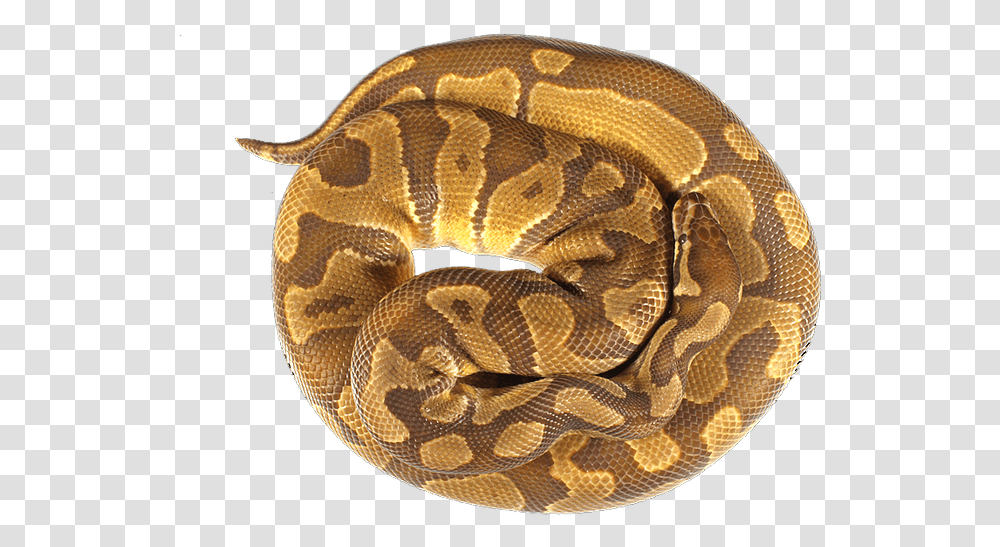 Serpent, Snake, Reptile, Animal, Rug Transparent Png
