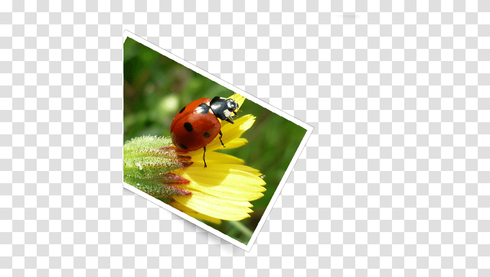 Serra Da Estrela Foto Ladybug, Advertisement, Honey Bee, Insect, Invertebrate Transparent Png