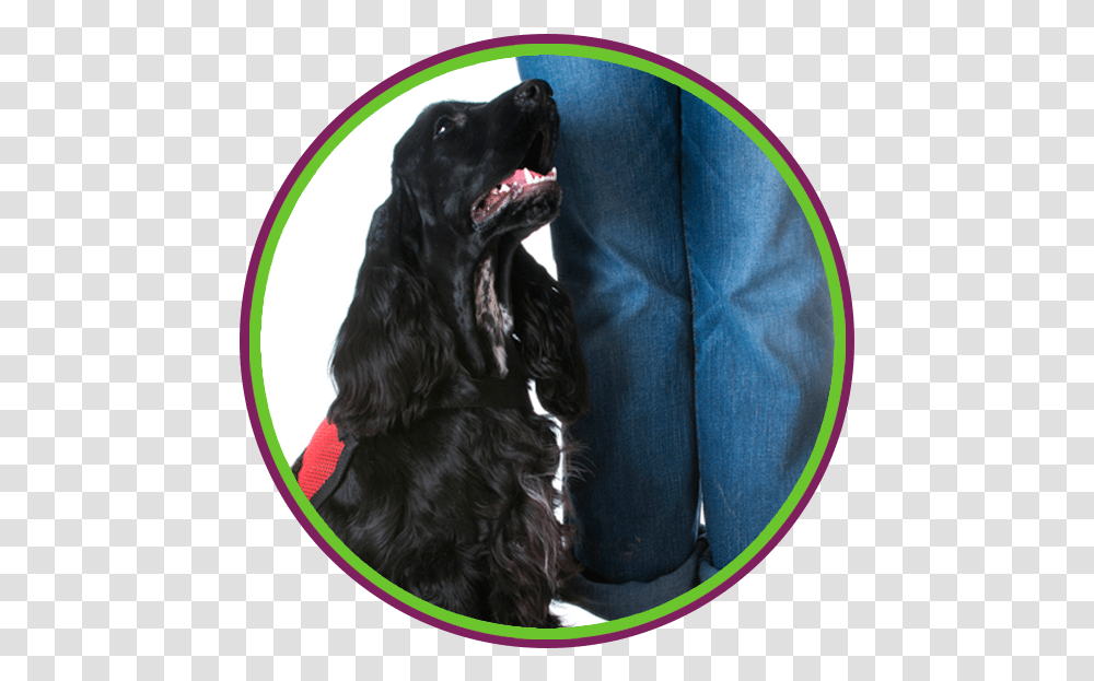 Service Amp Task Traning With Skilled Mutts, Dog, Pet, Canine, Animal Transparent Png