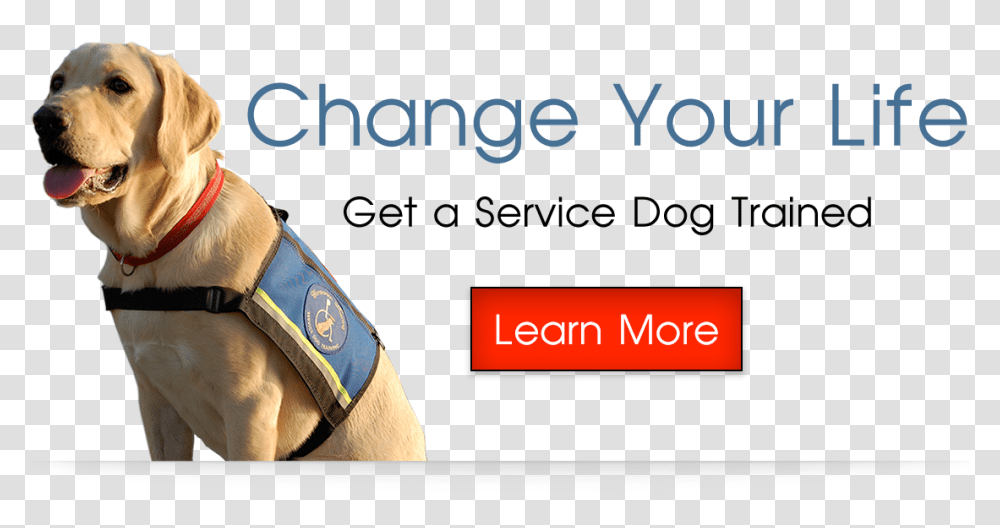 Service Dog, Canine, Animal, Mammal, Arm Transparent Png