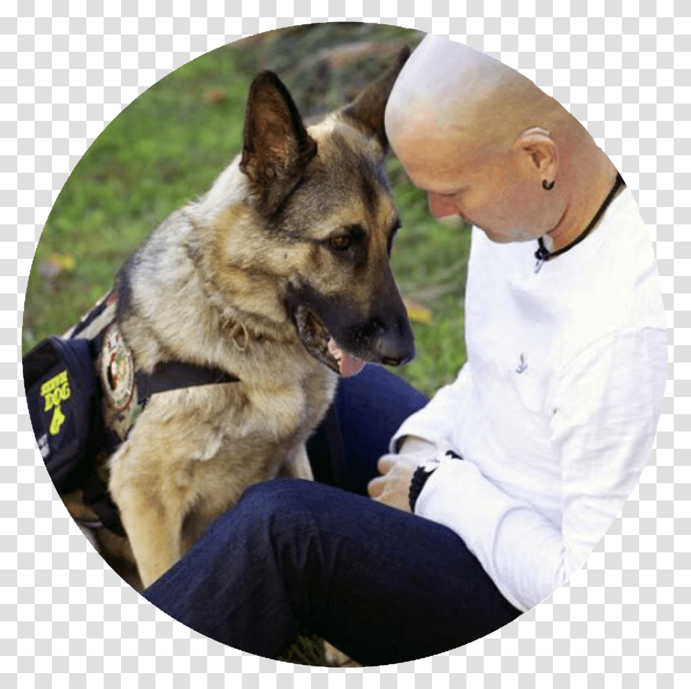 Service Dog, German Shepherd, Pet, Canine, Animal Transparent Png