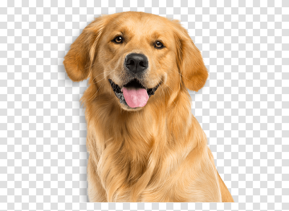 Service Dogs Tv Pg Golden Retriever Face, Pet, Canine, Animal, Mammal Transparent Png