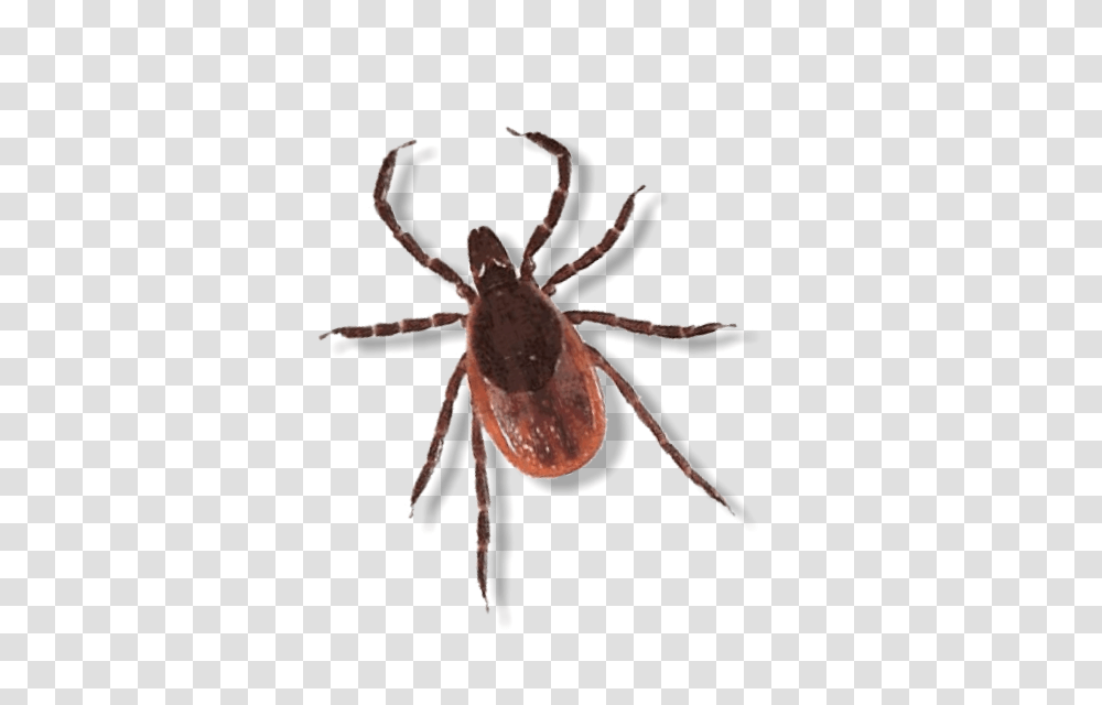 Services F, Spider, Invertebrate, Animal, Arachnid Transparent Png