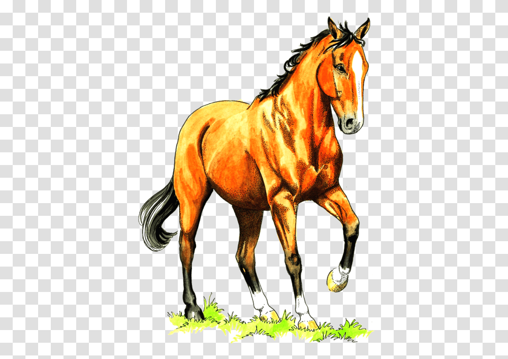 Services - Living Anatomy Of The Horse Animal Figure, Mammal, Stallion, Colt Horse, Andalusian Horse Transparent Png