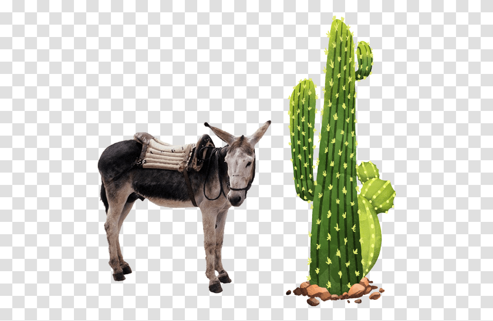 Servicio A Domicilio Cactus, Plant, Horse, Mammal, Animal Transparent Png