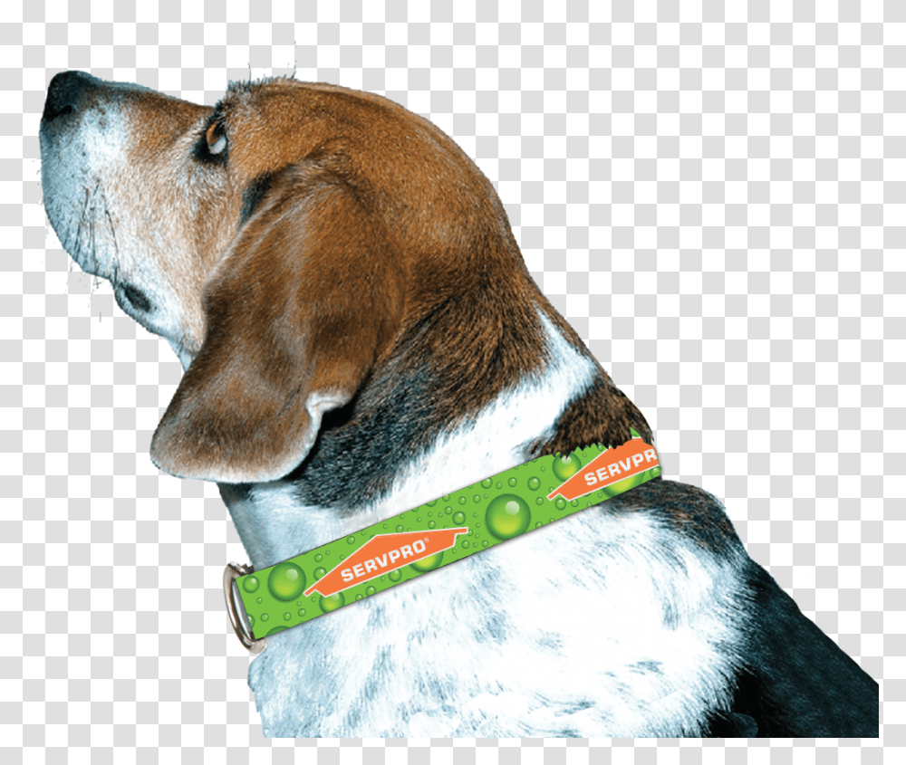 Servpro Dog Collar Beagle Harrier, Pet, Canine, Animal, Mammal Transparent Png