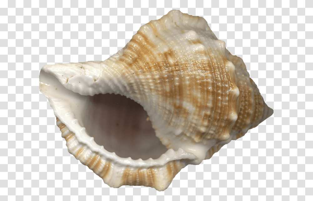 Ses Gelen Deniz Kabuu Conch Shell No Background, Seashell, Invertebrate, Sea Life, Animal Transparent Png