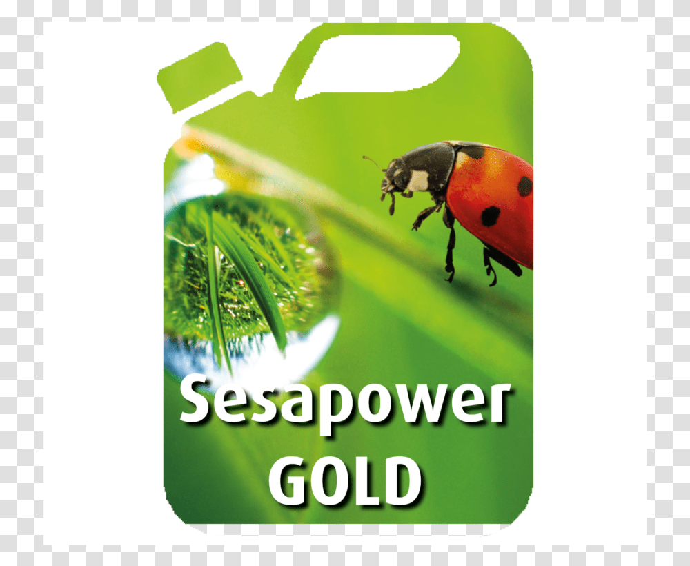 Sesapower Gold Can Kalendarz 2019 Z Ks Twardowskim, Animal, Insect, Invertebrate, Advertisement Transparent Png