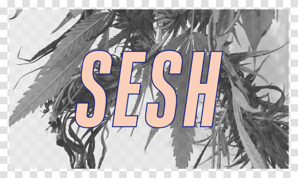 Sesh Logo Tree, Plant, Bird, Palm Tree Transparent Png