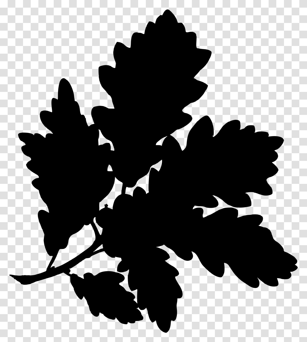 Sessile Oak Clip Arts Quercus Alba Botanical Illustration, Gray, World Of Warcraft Transparent Png