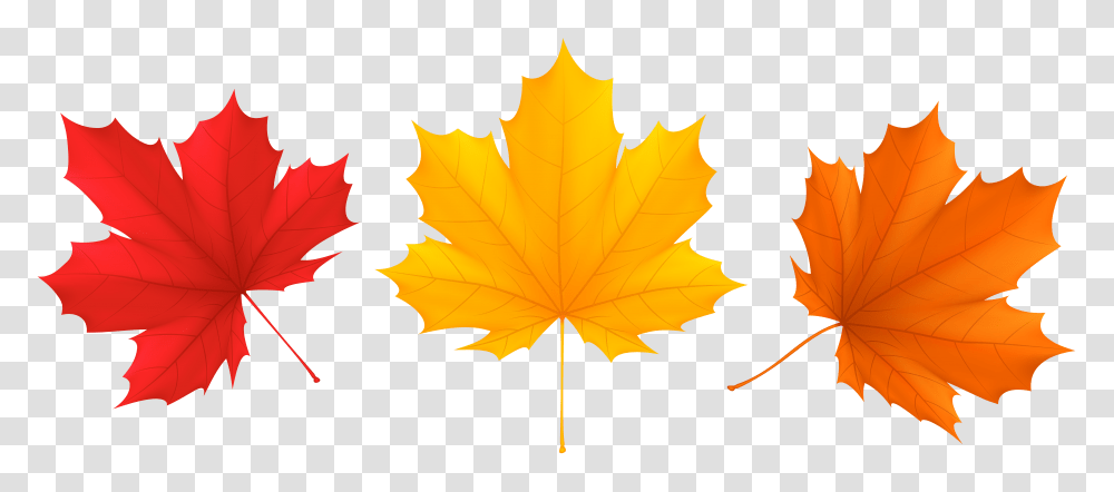 Set Fall Leaves Clip Art, Leaf, Plant, Maple Leaf, Tree Transparent Png