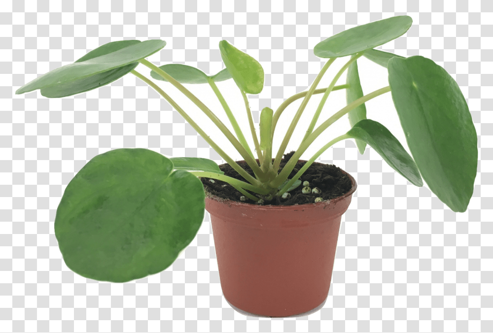 Set Of 2 Pilea Peperomioides Plants Chinese Money Plant, Leaf, Aloe, Tree, Flower Transparent Png