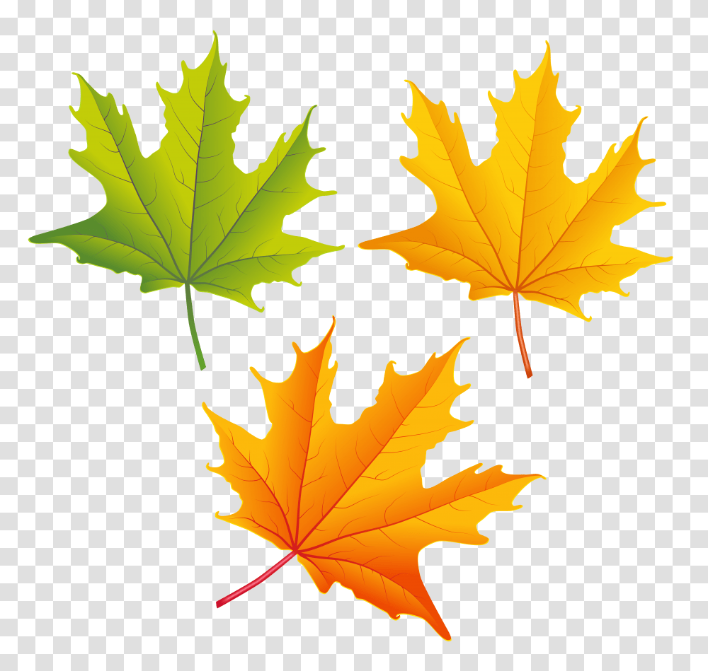 Set Of Autumn Leaves Clipart, Leaf, Plant, Tree, Maple Transparent Png