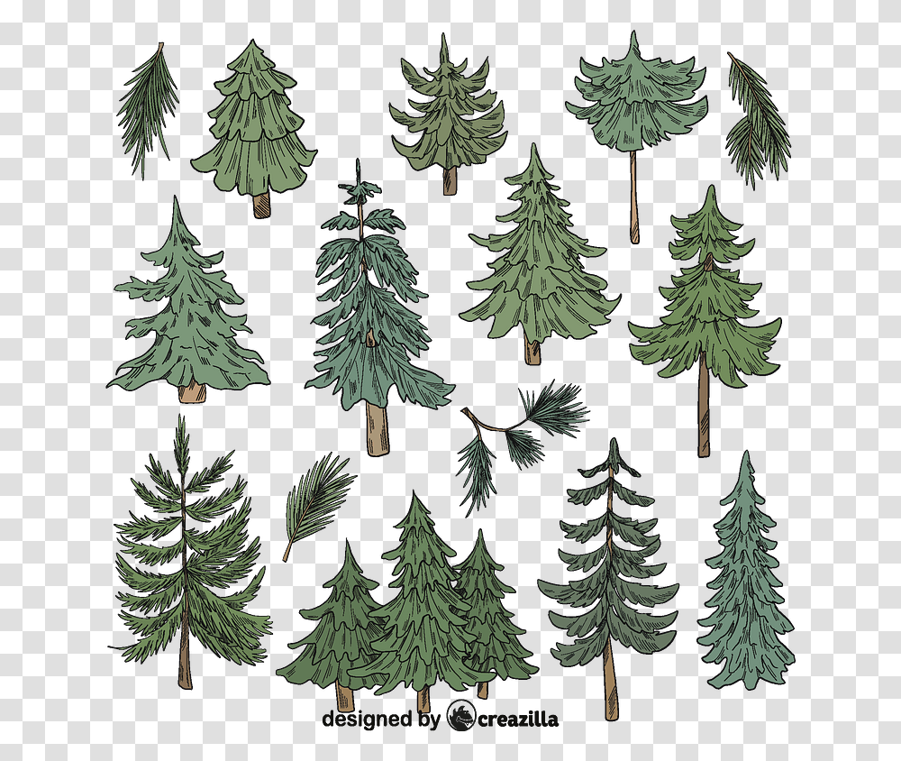Set Of Evergreen Tree Vector Free Download Creazilla Western Yellow Pine, Plant, Ornament, Conifer, Fir Transparent Png
