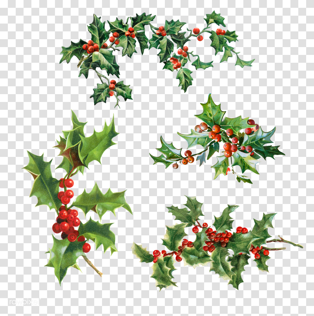 Set Of Holly Leaves With Berries Christmas Leaves, Plant, Leaf, Potted Plant, Vase Transparent Png