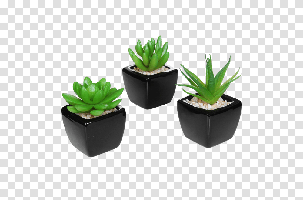 Set Of Modern Home Decor Mini Succulent Artificial Plants Walden, Aloe Transparent Png