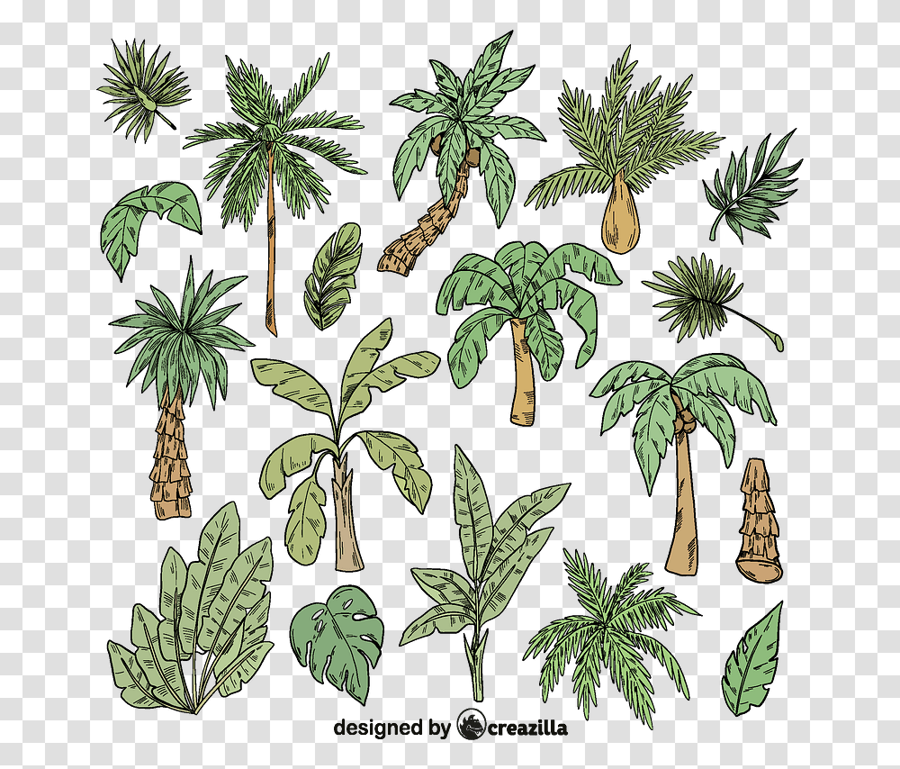 Set Of Palm Tree Vector Fresh, Plant, Potted Plant, Vase, Jar Transparent Png