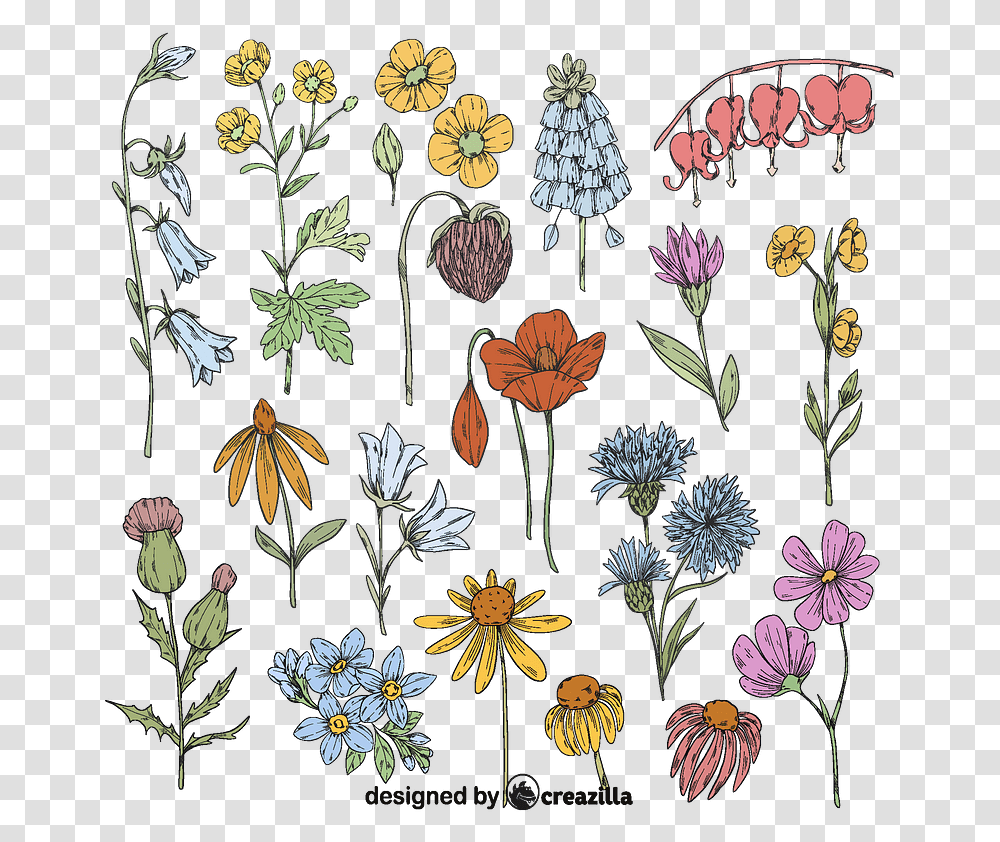 Set Of Wild Flower Vector African Daisy, Floral Design, Pattern, Graphics, Art Transparent Png