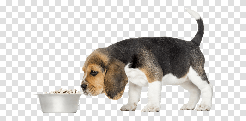 Severe Cases Of Dog Flu Beagle Harrier, Pet, Canine, Animal, Mammal Transparent Png