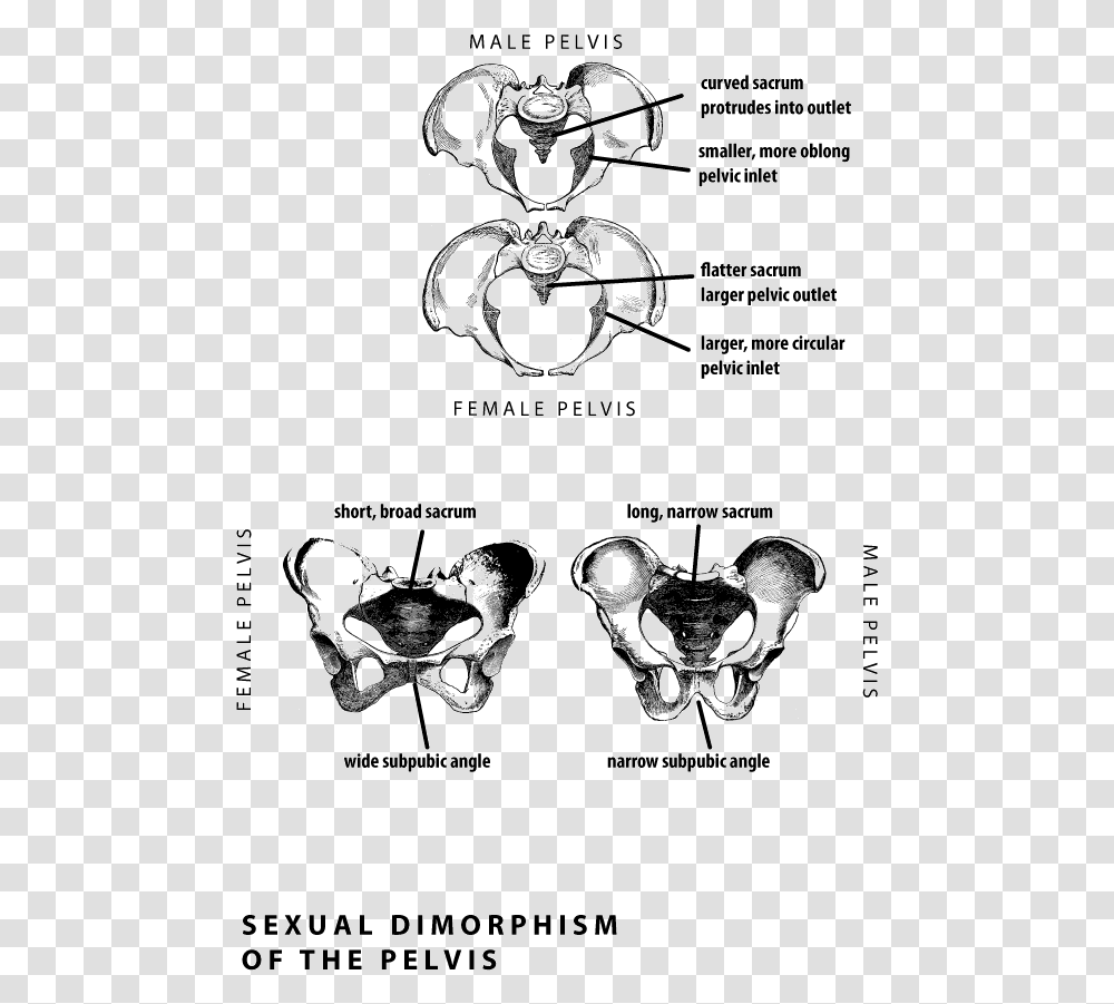 Sexual Dimorphism Human Pelvis, X-Ray, Ct Scan, Medical Imaging X-Ray Film Transparent Png