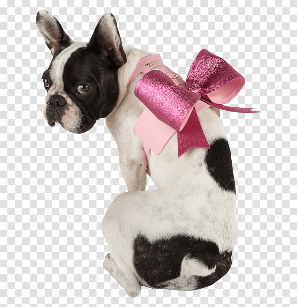 Sexy Bow Dog Harness French Bulldog, Pet, Canine, Animal, Mammal Transparent Png